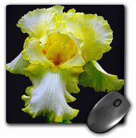 3dRose LLC 8 x 8 x 0.25 Inches Yellow Iris Mouse Pad (mp_17243_1)