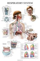 Laminated Respiratory System Anatomical Chart - Lung Anatomy Poster - 18" x 27"