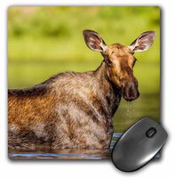 3dRose Female Moose Feeding in Small Lake in Glacier NP, Montana, USA Mouse Pad, 8" x 8" (mp_190108_1)