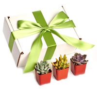 Shop Succulents | Assorted Collection of Live Succulent Plants in Gift Box, Hand Selected Variety Pack of Mini Succulents | Collection of 12