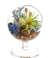 Bliss Gardens Air Plant Terrarium Kit - 4" Round Glass - Juniper Forest Pedestal