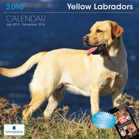 LittleGifts Yellow LAB 2016 Calendar (1267)