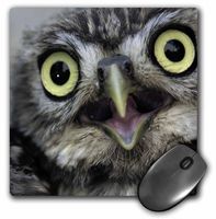 3dRose LLC 8 x 8 x 0.25 Inches Little Owl, Athena Noctua, Aragon Spain Europe Mouse Pad (mp_9927_1)