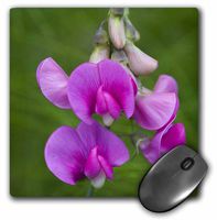 3dRose LLC 8 x 8 x 0.25 Inches Mouse Pad, WA, Redmond, Sweet Pea, Flower - Jamie and Judy Wild (mp_96165_1)