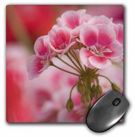 3dRose LLC 8 x 8 x 0.25 Inches Mouse Pad, New Guinea Impatiens Flowers, Adam Jones (mp_93023_1)
