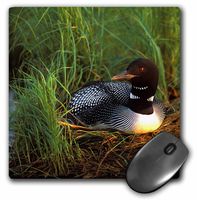 3dRose Minnesota, Common Loon Bird, Leech Lake - US24 PHA0015 Mouse Pad, 8" x 8" (mp_91399_1)