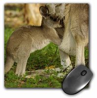 3dRose LLC 8 x 8 x 0.25 Inches Mouse Pad, Australia, Queensl and, Eastern Grey Kangaroo and Joey-Au01 Pox0186 - Pete Oxford (mp_72780_1)