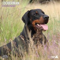 Dobermann 2018 Traditional Wall Calendar