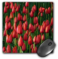 3dRose LLC 8 x 8 x 0.25 Rows of Red Straight Up Tulips Mouse Pad (mp_80747_1)