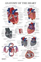 Heart Anatomy Poster - Laminated - Anatomical Chart of The Human Heart - 18" x 27"