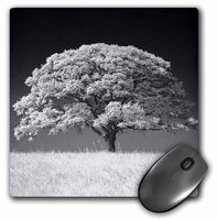 3dRose LLC 8 x 8 x 0.25 Inches Mouse Pad, Large Oak Tree and Grass in B and W (mp_37372_1)