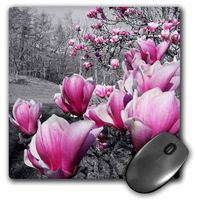 3dRose LLC 8 x 8 x 0.25 Inches Mouse Pad, Spring Blossoms, Black and White (mp_20496_1)