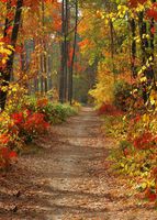 Vacally Dreamlike Landscape Vinyl Wall Floor Photography Studio Prop Backdrop Background Home Decor Living Room Photo Picture Decor 3x5FT (Multicolour 3)