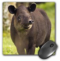 3dRose LLC 8 x 8 x 0.25 Costa Rica Bairdis Tapir Wildlife Joe and Mary Ann McDonald Mouse Pad (mp_87189_1)
