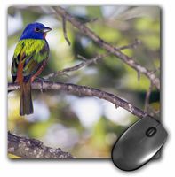 3dRose LLC 8 x 8 x 0.25 Inches Mouse Pad, Mating Pair of Painted Bunting Birds Bernard Friel (mp_89029_1)