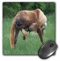 3dRose LLC 8 x 8 x 0.25 Inches Funny Horse Green Background Mouse Pad (mp_14776_1)