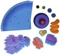 Learning Resources LER6039 Giant Magnetic Animal Cell