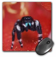3dRose Daring Jumping Spider, Prickly Pear Cactus Texas - NA02 RNU0101 - Mouse Pad, 8 by 8 inches (mp_84241_1)