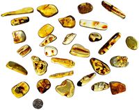 DINOSAURS ROCK Genuine Colombian Amber Fossil Specimen - Naturally Formed - May Contain Inclusions - Great Collectible (Medium)