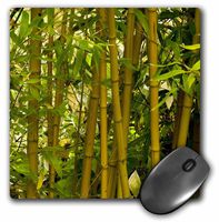 3dRose LLC 8 x 8 x 0.25 Close View of Bamboo Flora Janell Davidson Mouse Pad (mp_83430_1)