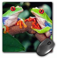 3dRose LLC 8 x 8 x 0.25 Red Eye Treefrog Pair Central America David Northcott Mouse Pad (mp_83767_1)