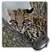 3dRose LLC 8 x 8 x 0.25 Inches Mouse Pad, Rolf Nussbaumer (mp_84325_1)