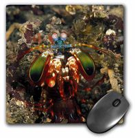 3dRose LLC 8 x 8 x 0.25 Inches Mouse Pad, Stuart Westmorland (mp_71338_1)