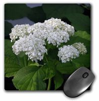 3dRose LLC 8 X 8 X 0.25 Inches White Hydrangeas Mouse Pad (mp_26864_1)