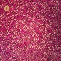 Human Kidney, sec. 7 m H&E Microscope Slide