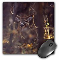 3dRose LLC 8 X 8 X 0.25 Inches Hagerman National Wildlife Refuge, Whitetailed Deer Buck Rick A. Brown Mouse Pad (mp_94535_1)