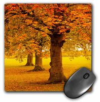3dRose LLC 8 x 8 x 0.25 Inches Mouse Pad, Autumn Tree (mp_97785_1)