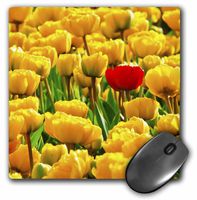 3dRose LLC 8 x 8 x 0.25 Inches Mouse Pad, 1 Red Among Yellow Tulips (mp_55164_1)