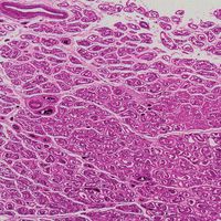 Human Testis, sec. 7 m, H&E Microscope Slide