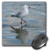3dRose LLC 8 X 8 X 0.25 Inches Seagull Wading at The Ocean's Edge Whangaparaoa New Zealand Mouse Pad (mp_22814_1)