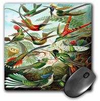 3dRose LLC 8 x 8 x 0.25 Inches Famous Biologist Sketch of Hummingbirds 1904 Mouse Pad (mp_62149_1)