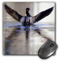 3dRose LLC 8 x 8 x 0.25 Inches Mouse Pad, Minnesota Common Loon Bird Leech Lake Peter Hawkins (mp_91396_1)