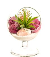 Bliss Gardens Air Plant Terrarium - 4" Round Glass - Angel's Garden Pedestal