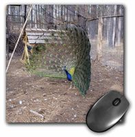 3dRose LLC 8 x 8 x 0.25 Inches Peacock Dance Mouse Pad (mp_21073_1)