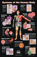 Neo Sci Systems of the Human Body Laminated Poster, 23" Width x 35" Height