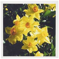 3dRose Daffodils - Greeting Cards, 6 x 6 inches, set of 12 (gc_3134_2)