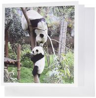 3dRose Baby Panda Learns to Climb Tree in Sichuan Province, China - Greeting Cards, 6 x 6 inches, set of 12 (gc_164759_2)