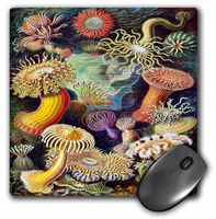 3dRose LLC 8 x 8 x 0.25 Inches Mouse Pad, 1800S Famous German Biologist Illustration of Sea Life (mp_98543_1)