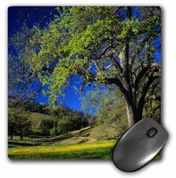 Oak trees, hillsides, Monterey County, California, USA - US05 JAL0170 - Mouse Pad, 8 by 8 inches (mp_142732_1)