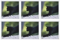 3dRose Black Cat in Nature - Greeting Cards, 6 x 6 inches, set of 6 (gc_47155_1)