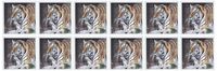 3dRose Tiger - Greeting Cards, 6 x 6 inches, set of 12 (gc_12185_2)