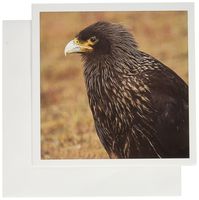 3dRose Striated Caracara bird, Falklands - SA09 HRO0037 - Hugh Rose - Greeting Cards, 6 x 6 inches, set of 6 (gc_86495_1)
