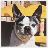 3dRose A Boston Terrier dog on a painted bench - US32 ZMU0007 - Zandria Muench Beraldo - Greeting Cards, 6 x 6 inches, set of 6 (gc_93010_1)