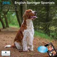 LittleGifts English Springer Spaniel 2016 Calendar (1240)