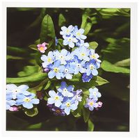3dRose Forget me not - Greeting Cards, 6 x 6 inches, set of 6 (gc_4193_1)