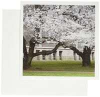 3dRose Seattle, Cherry trees, University of Washington - US48 JWI2220 - Jamie and Judy Wild - Greeting Cards, 6 x 6 inches, set of 12 (gc_96185_2)